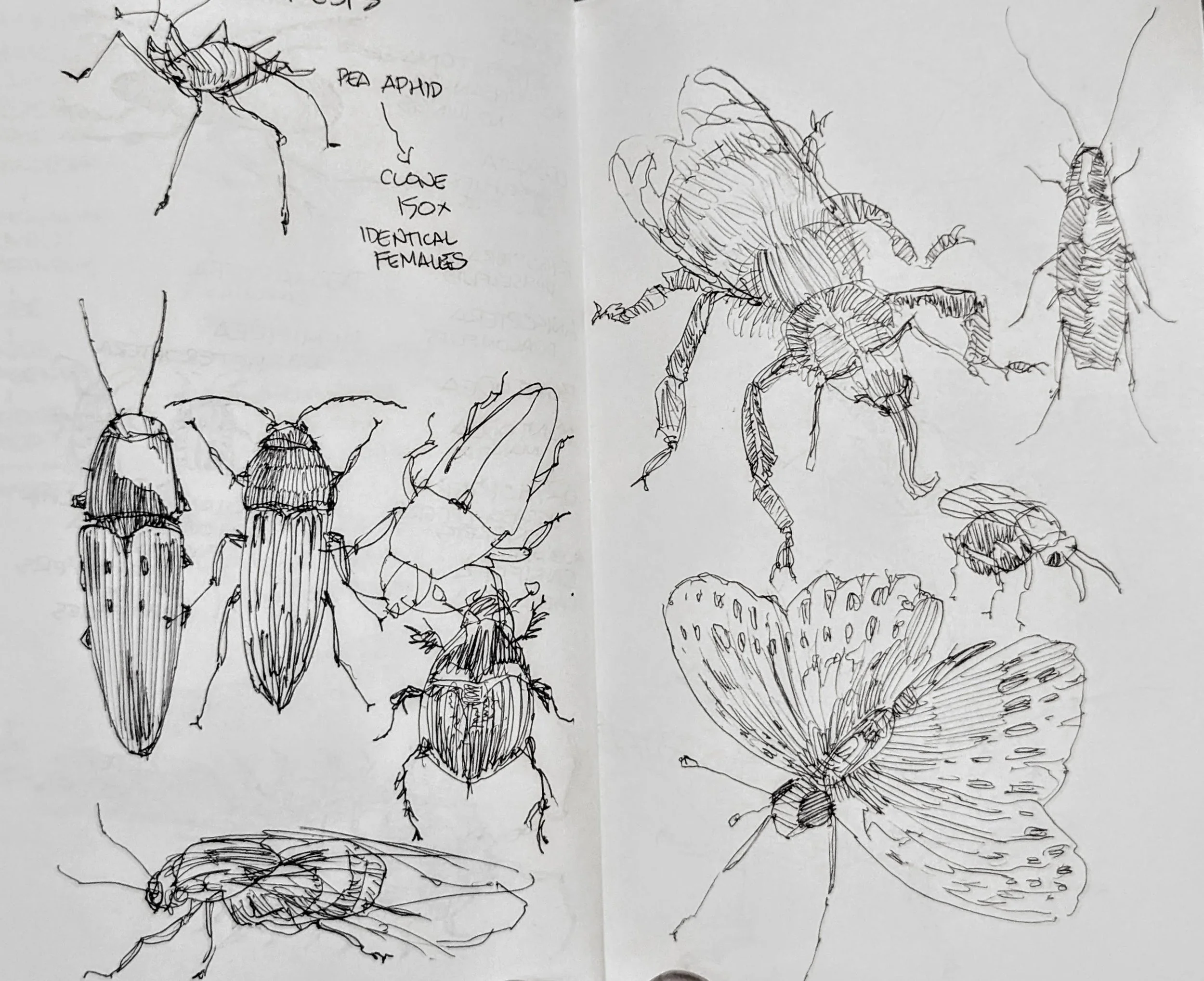 Some insect studies.