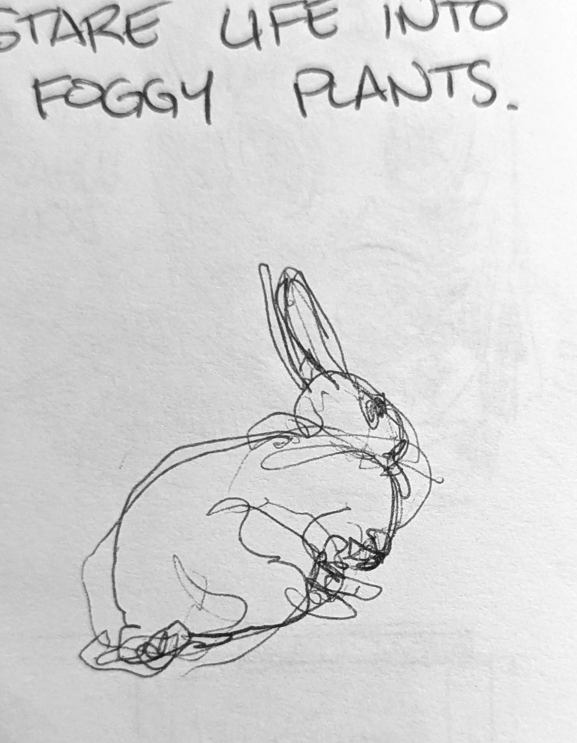 Rabbit