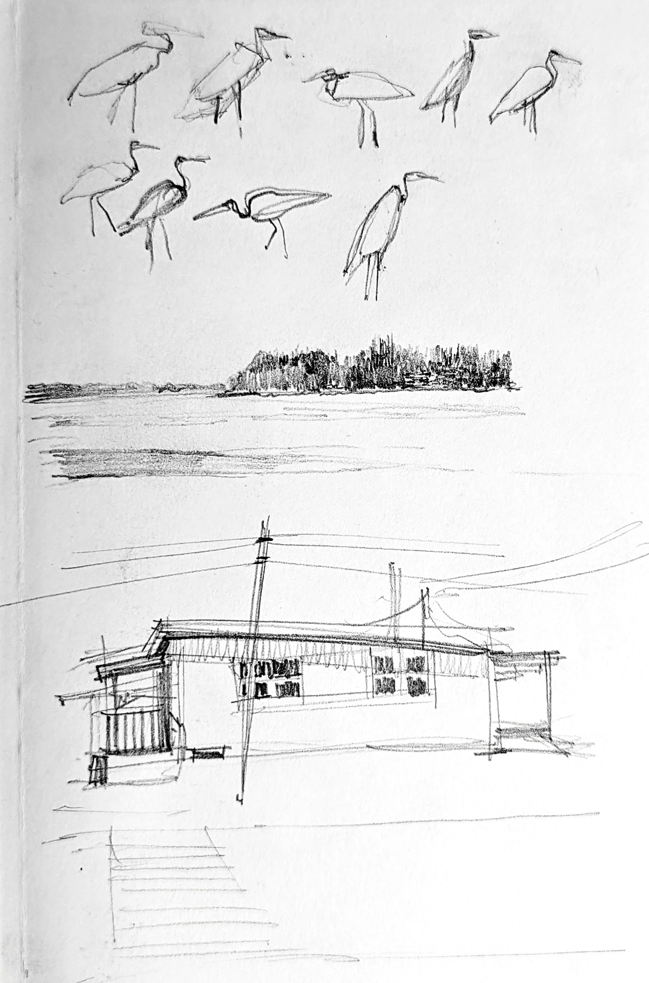 Herons