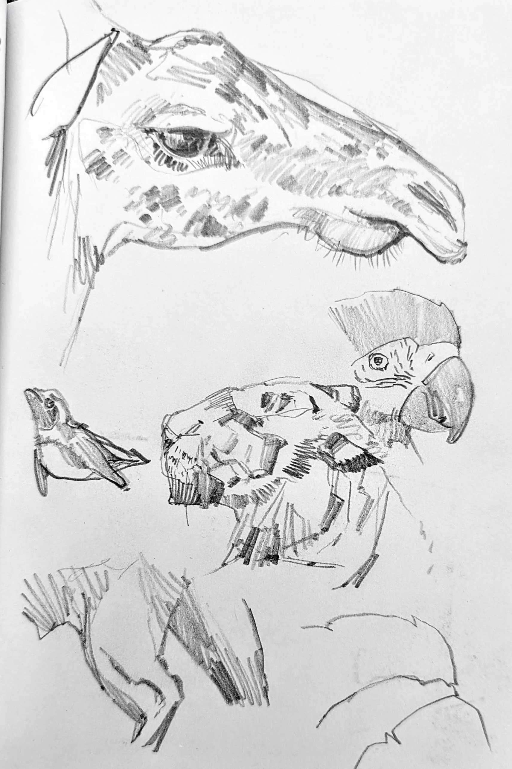 Giraffulus and Co.