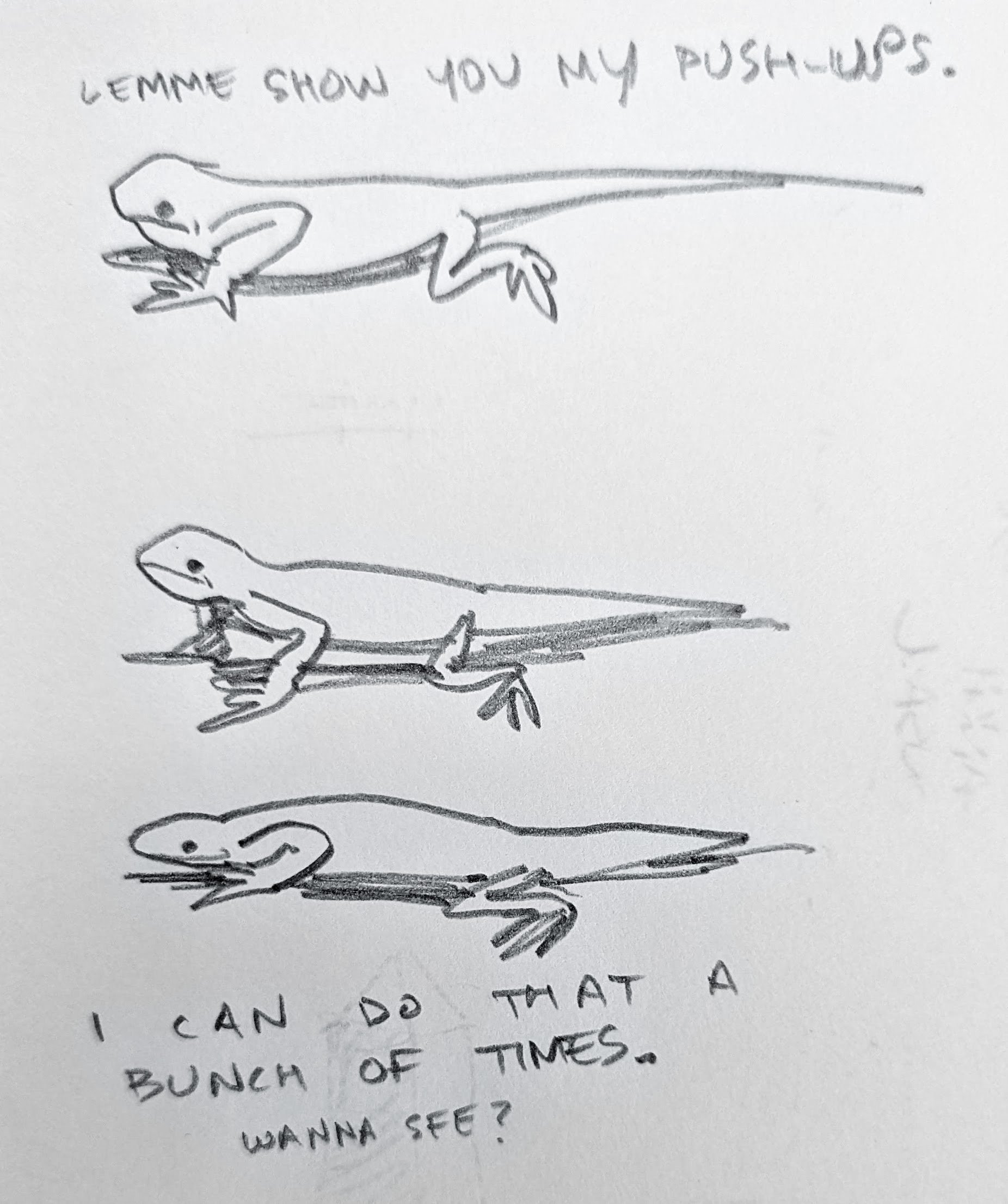 Push-up King, the Western Fence Lizard