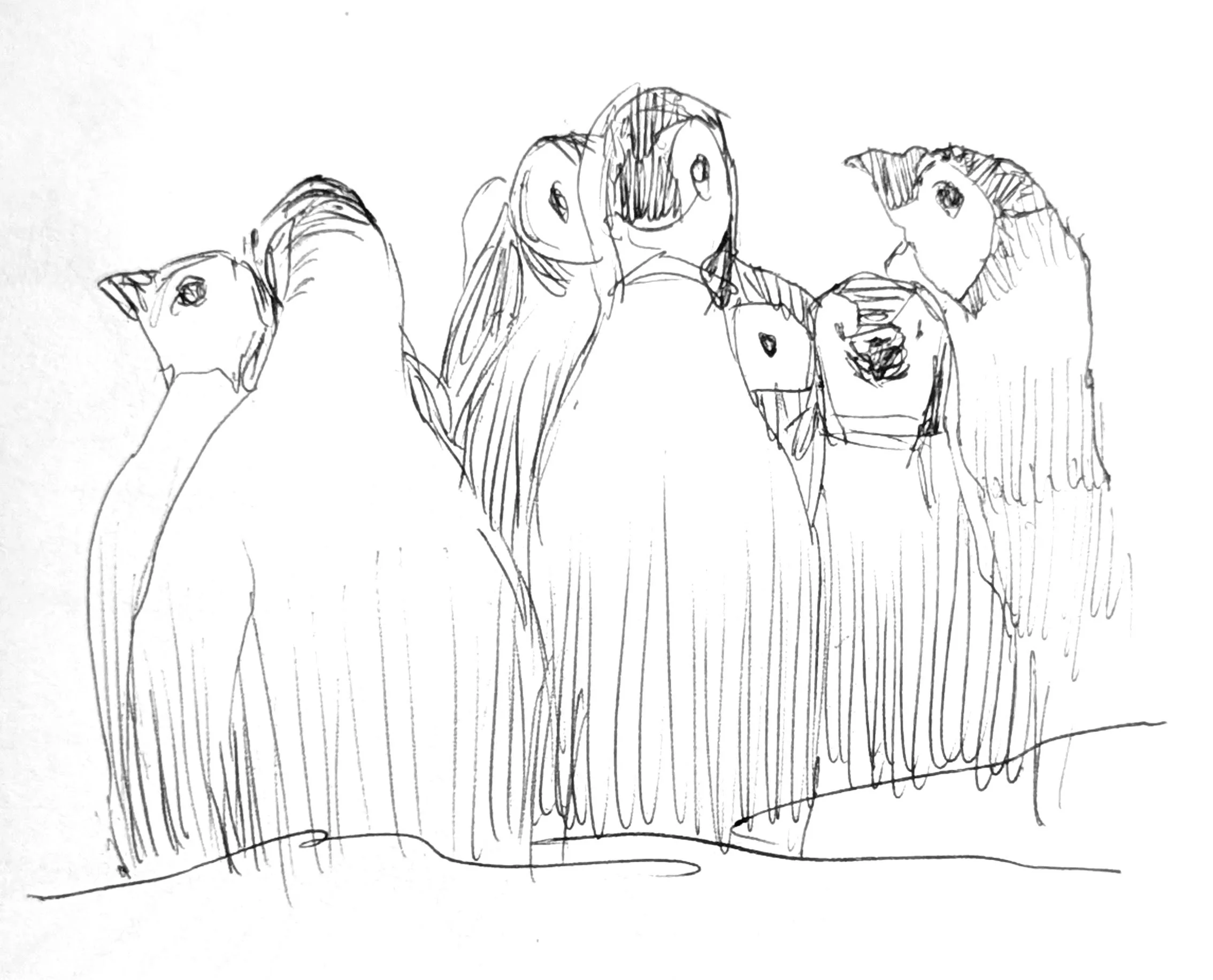 Penguins