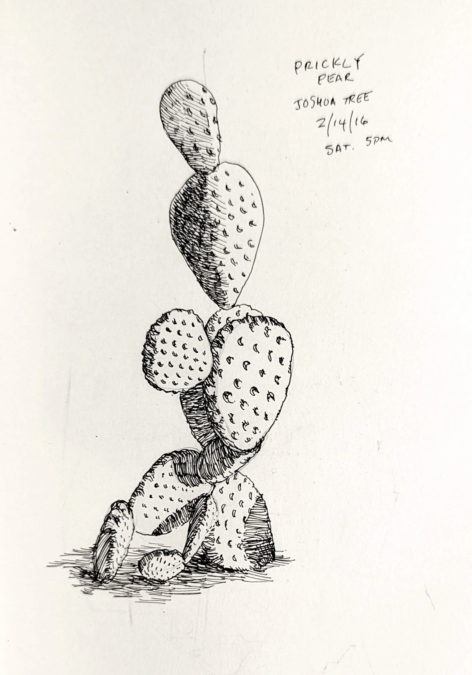 Pricklier Pear