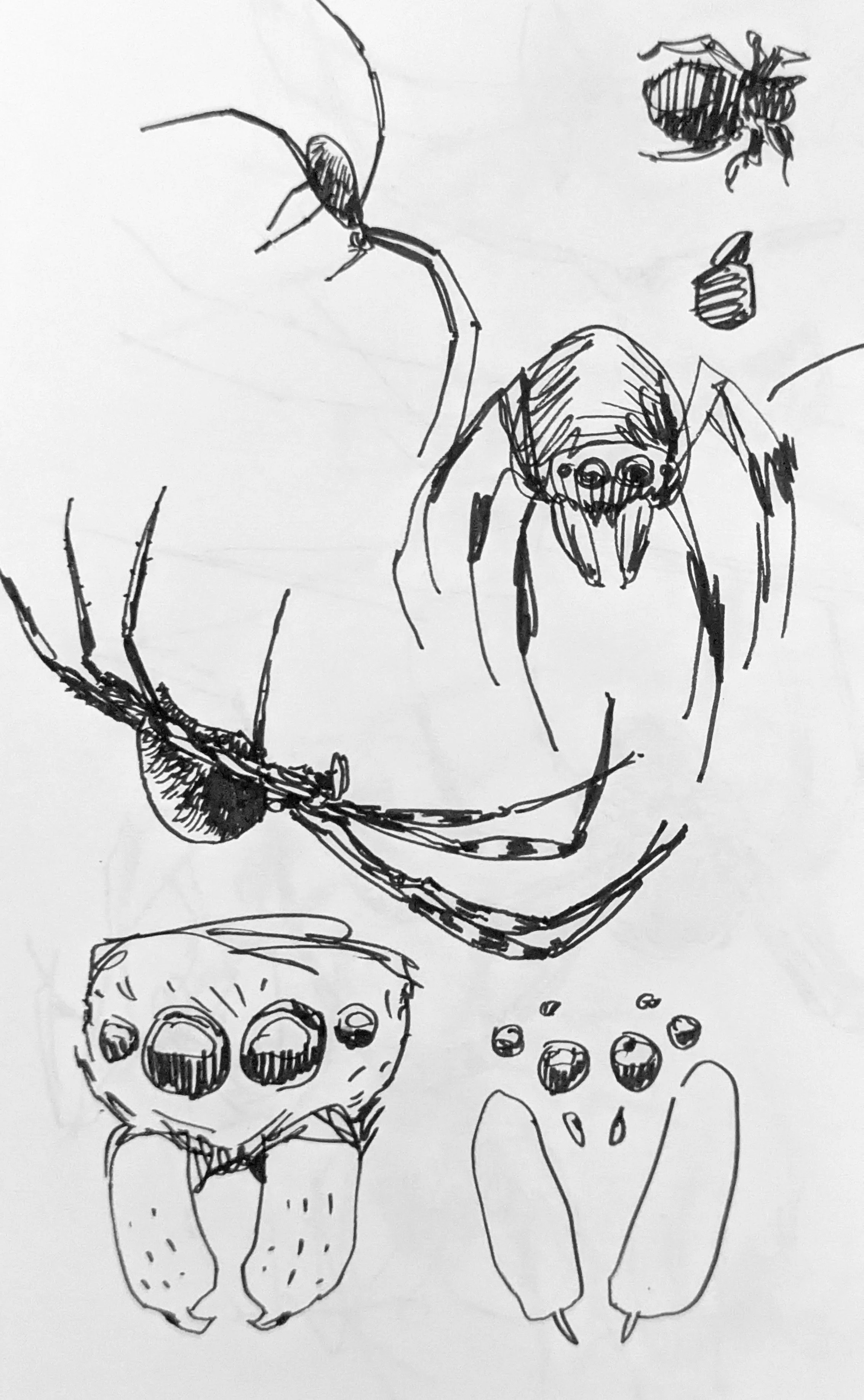 Spider ideas
