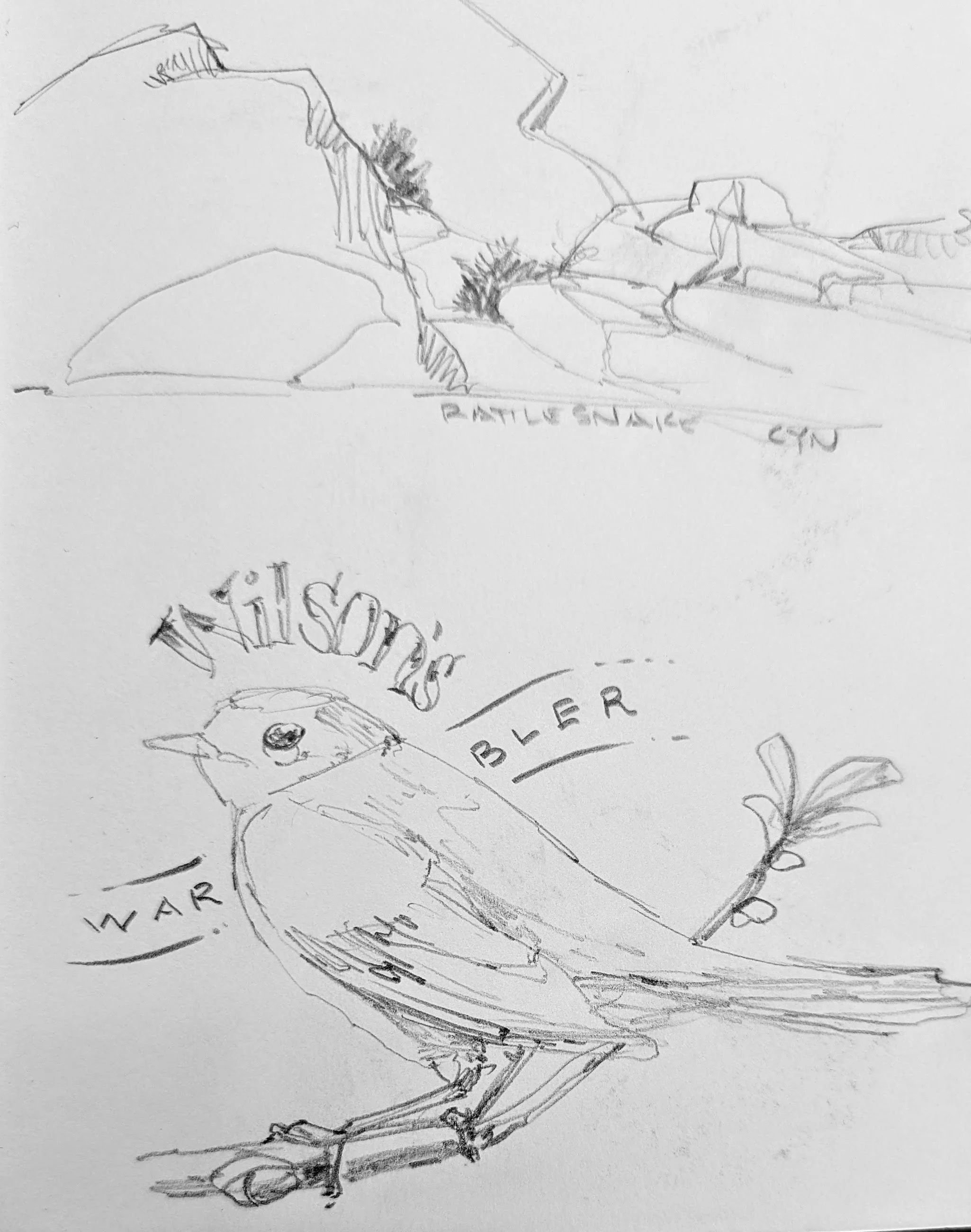 Warbler and Rattlesnake