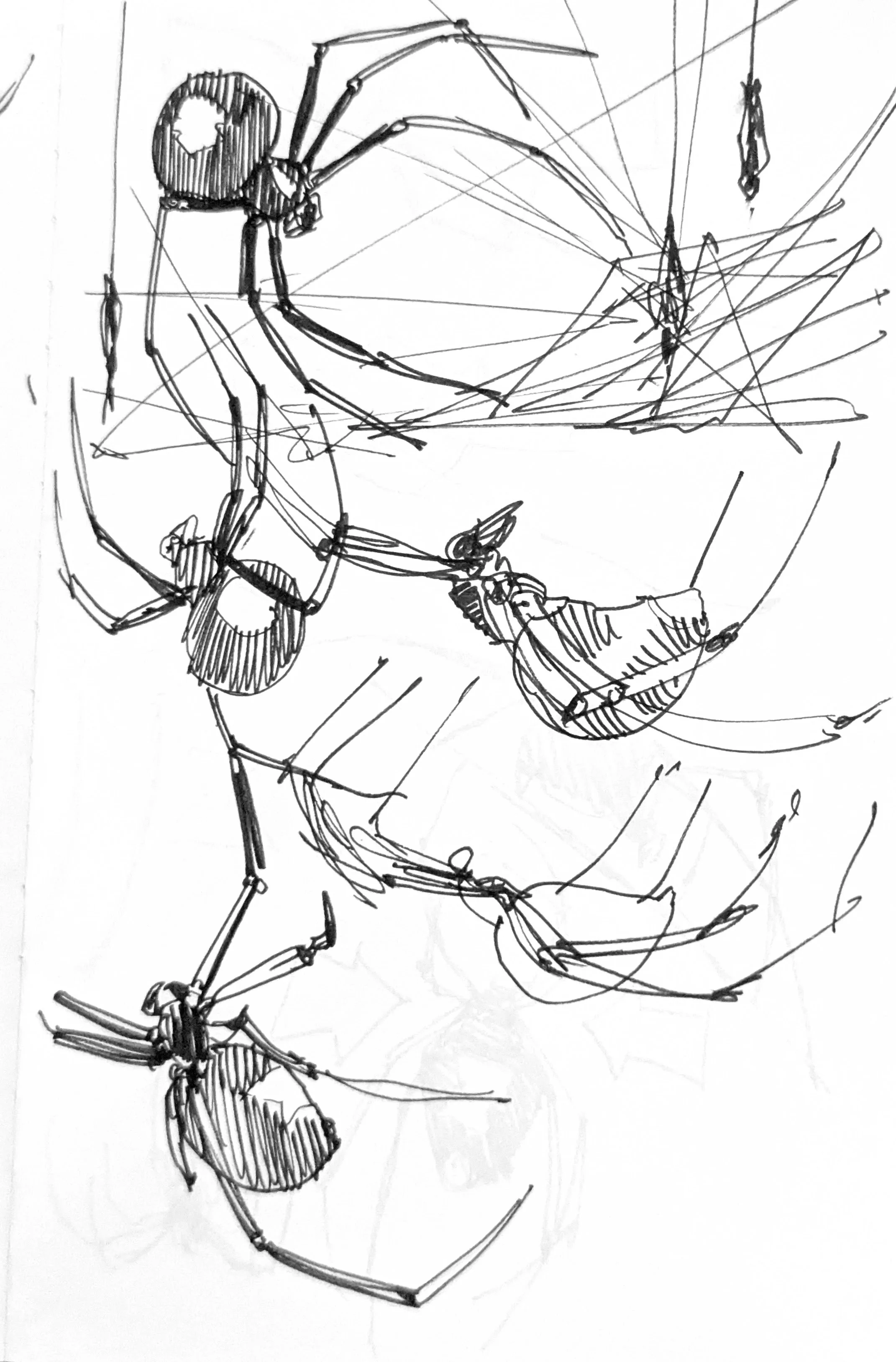 Black Widow studies