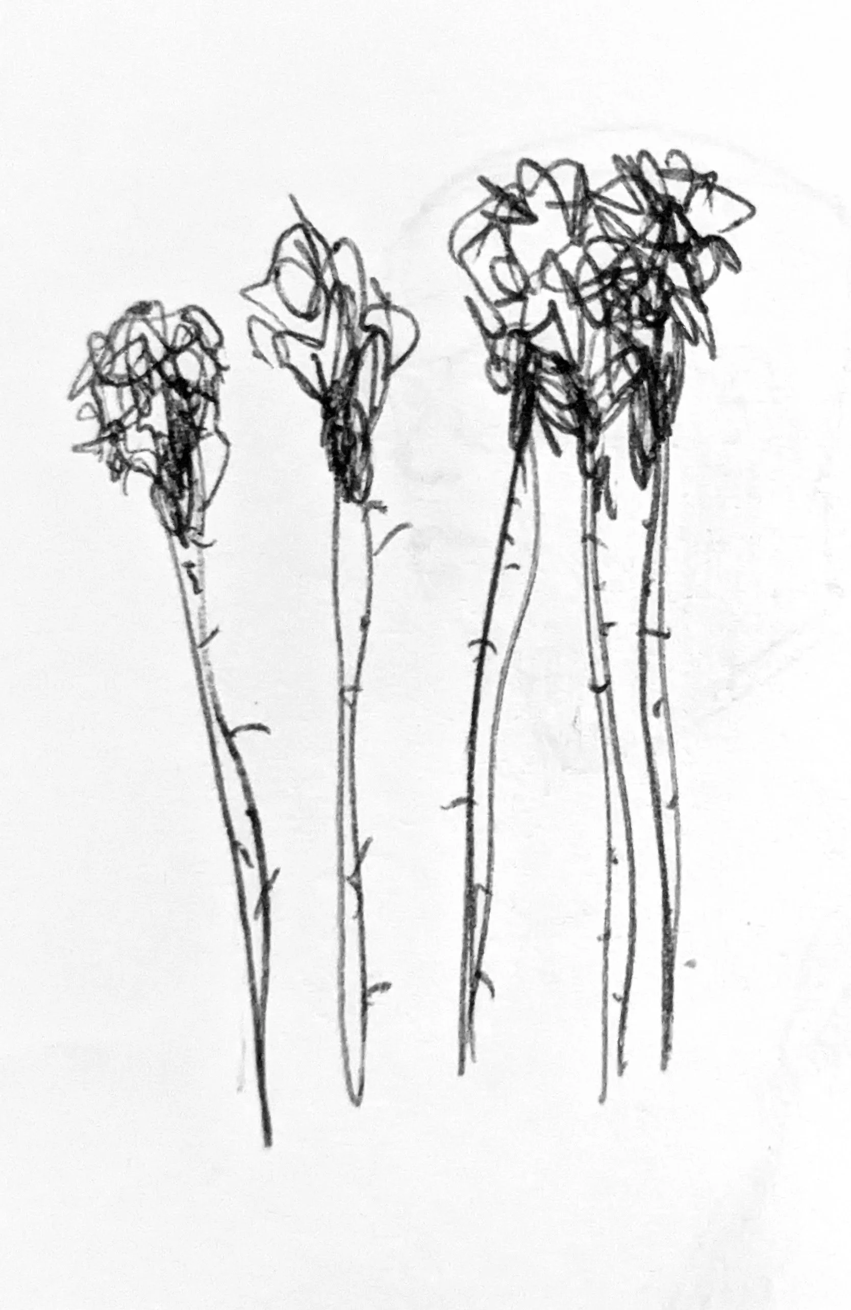 Palms