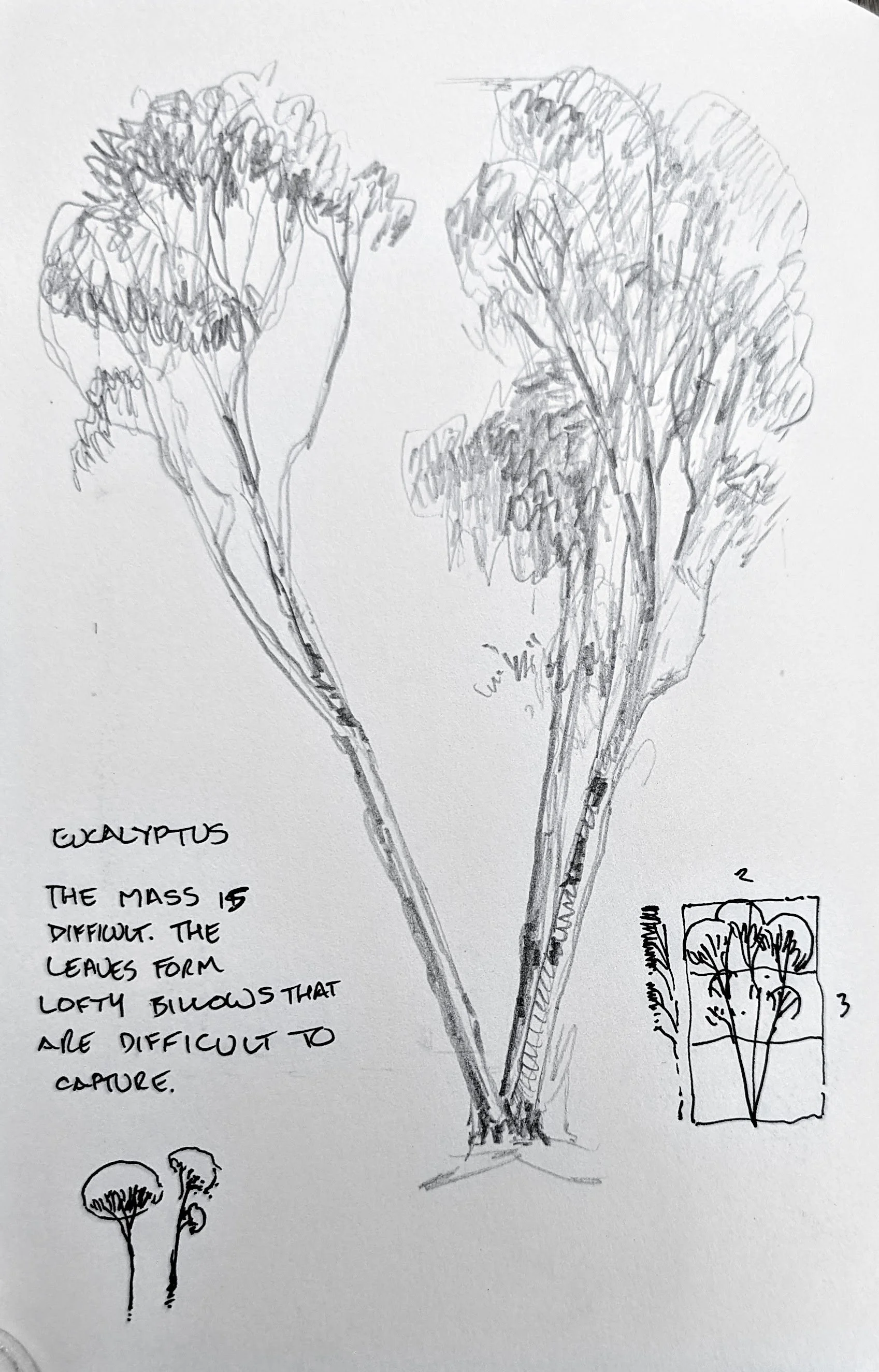 Quick eucalyptus