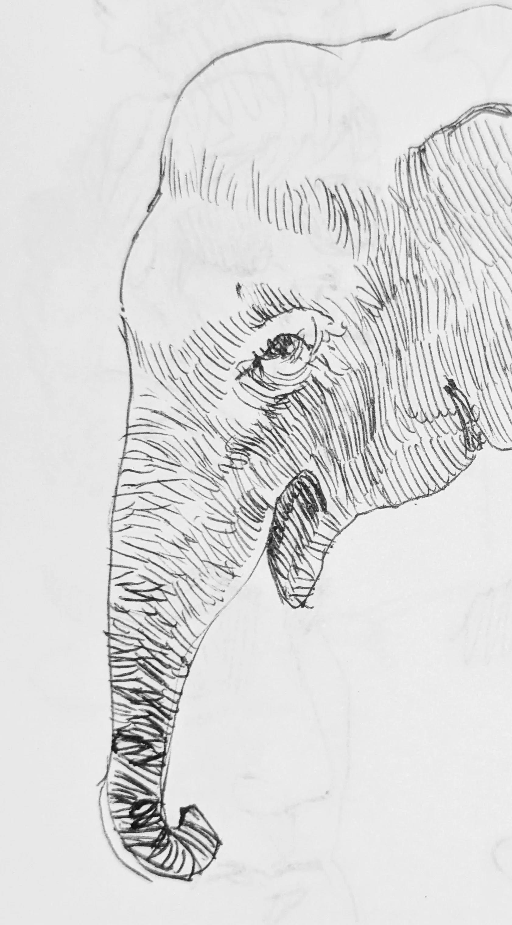 I drew this elephant then I was talking to an artist friend and they'd JUST drawn an elephant. Strange coincidence.
