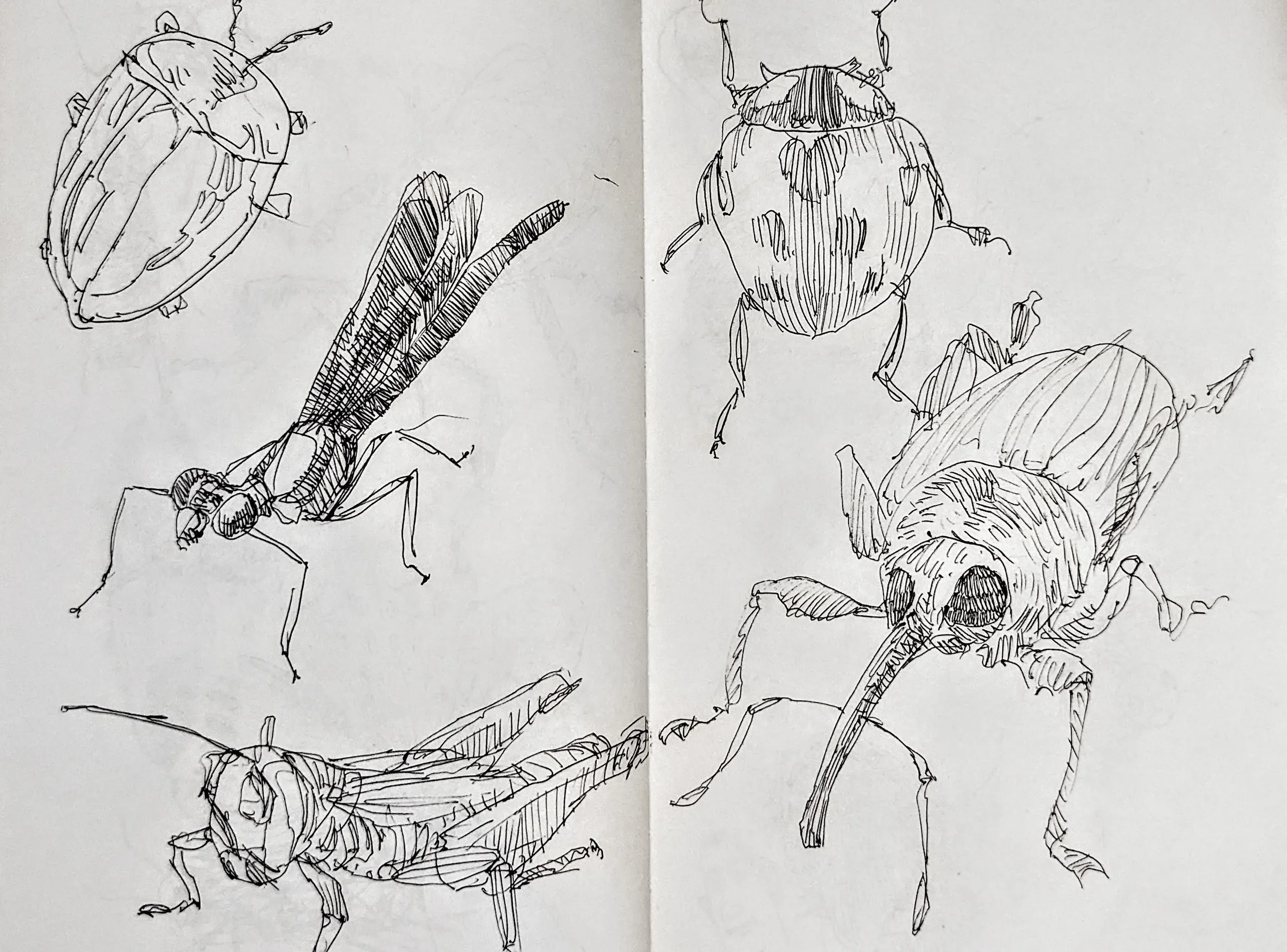 Some more insect studies.