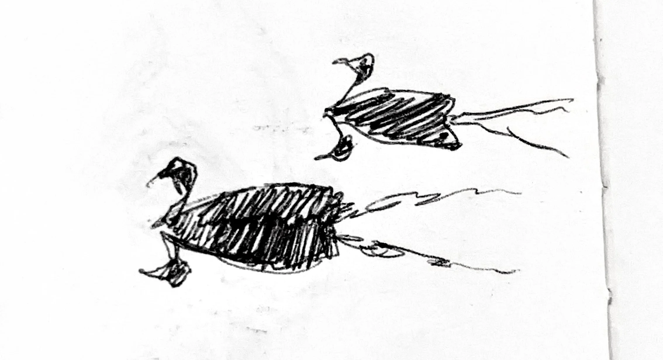 Duck and another duck