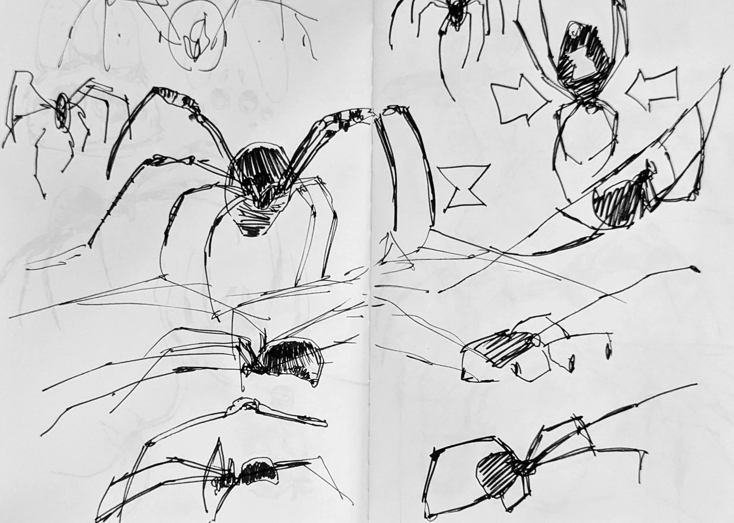 Spider studies