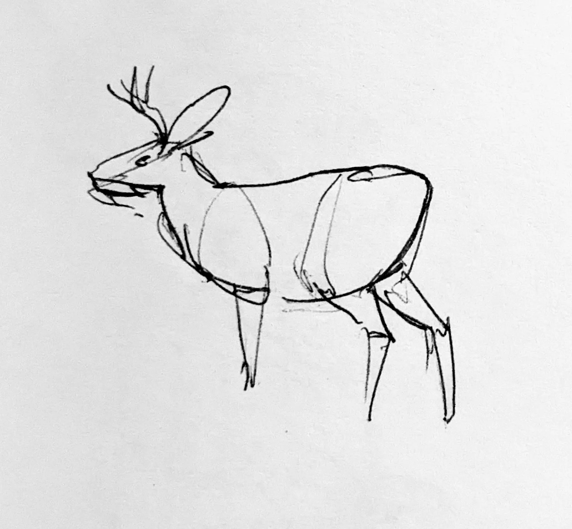 Mendocino deer