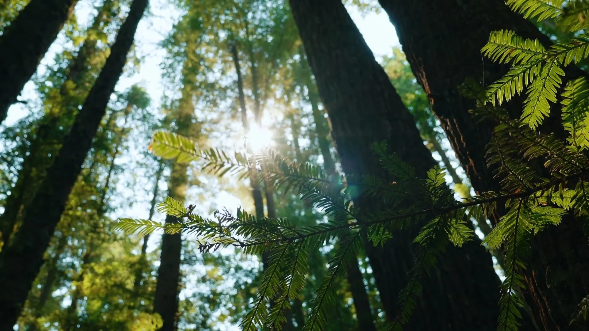 will-redwood-forest-poster.jpg