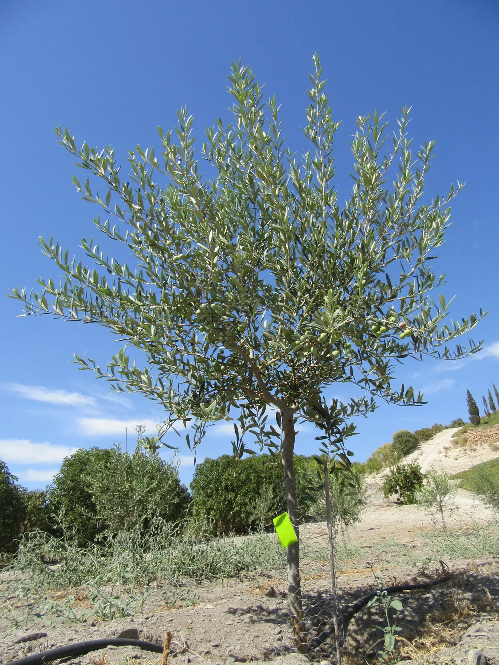 taxus aurea *RETAIL