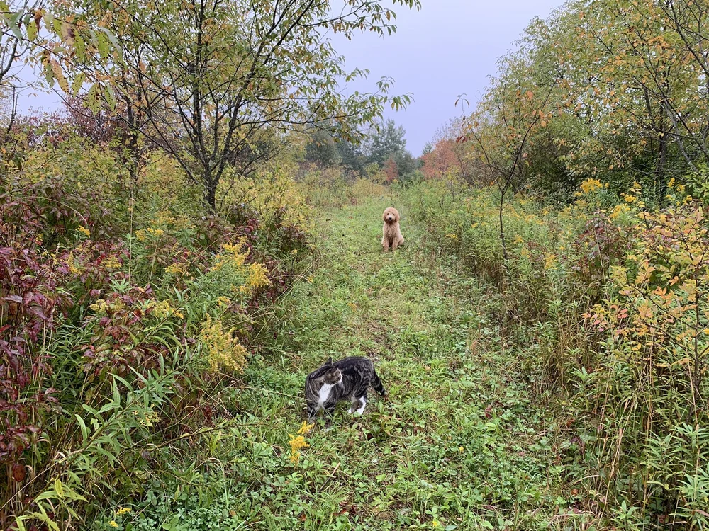 Paco the cat and Lucy the dog exploring