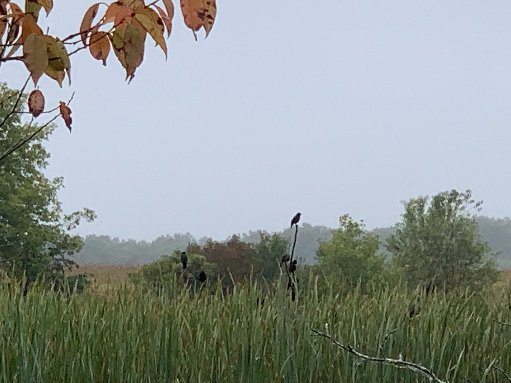 Blackbirds Perched on Cattails