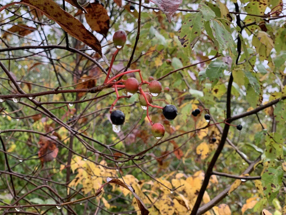 Buckthorn Berries