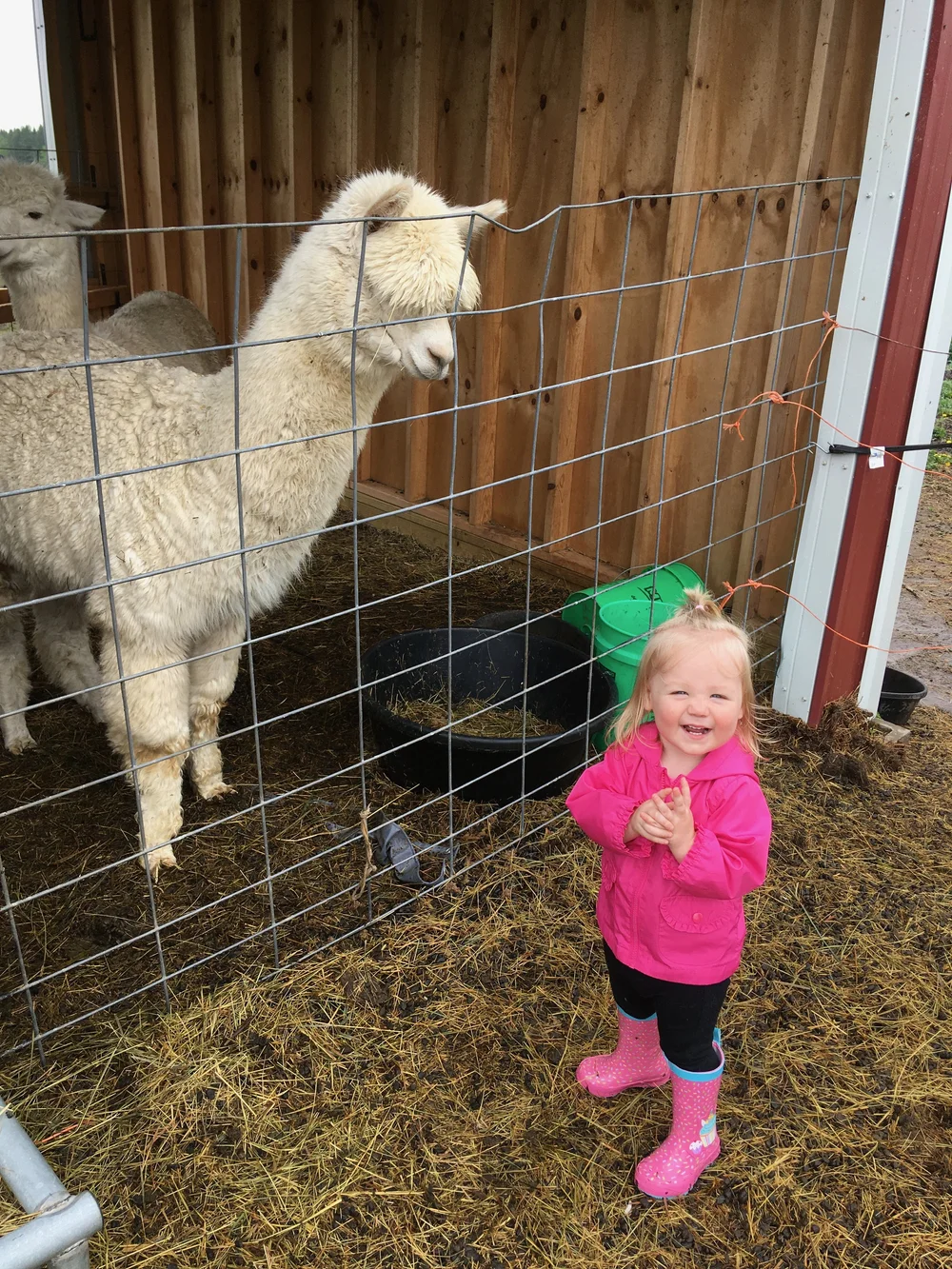 Jacqueline's granddaughter Stella and Bailey the alpaca on Shearing Day 2021