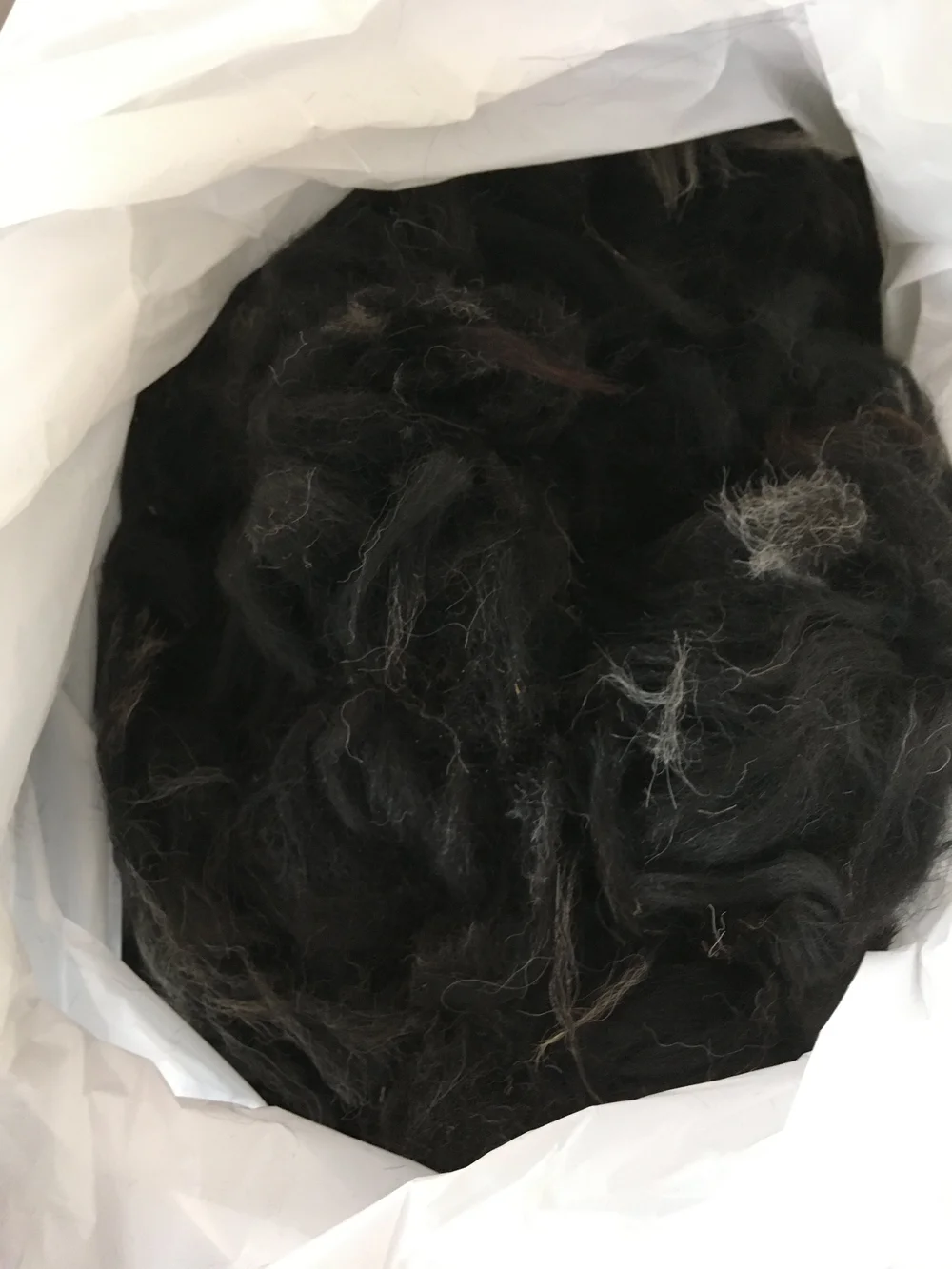 Mocha's freshly shorn blanket fleece