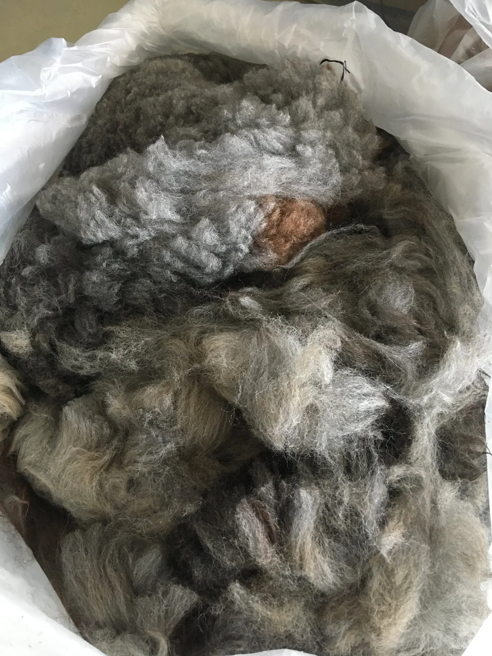 Phaethon's freshly shorn blanket fleece