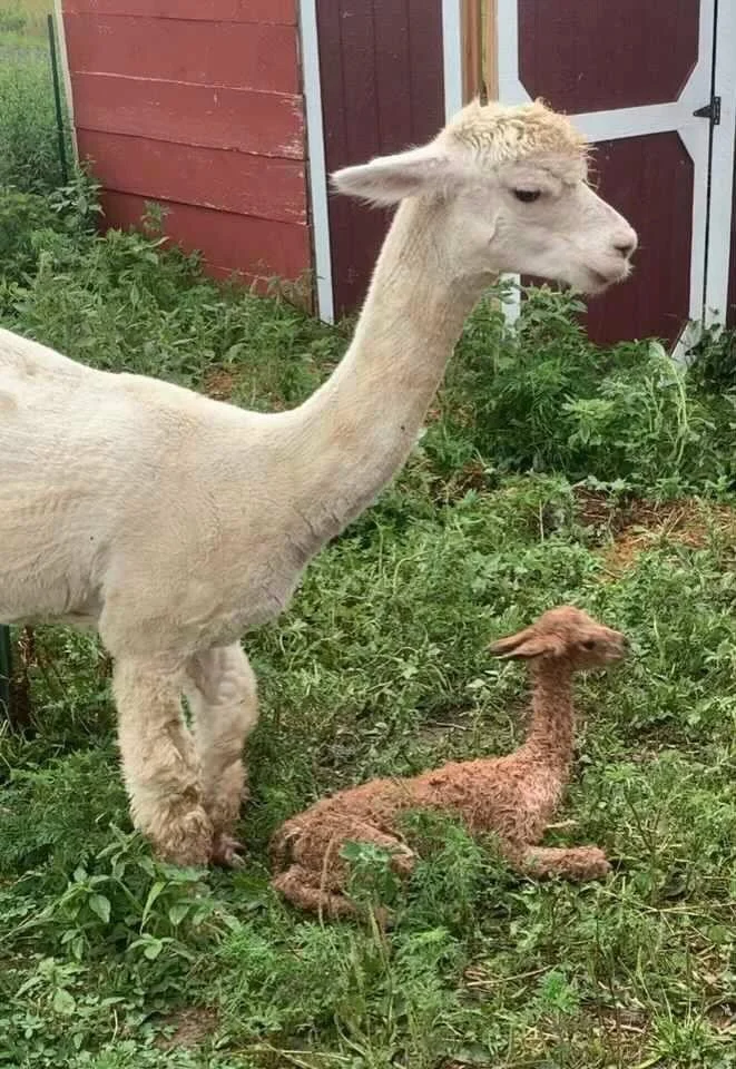 Abby and her cria Ginger