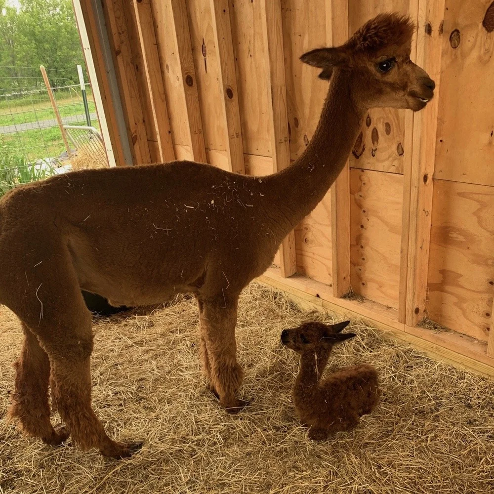 Molly and her cria Misty