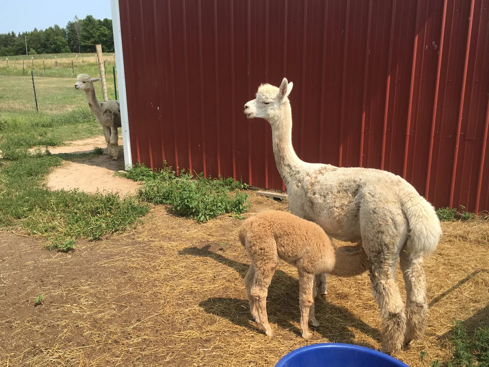 Bailey, Abby, and cria Ginger