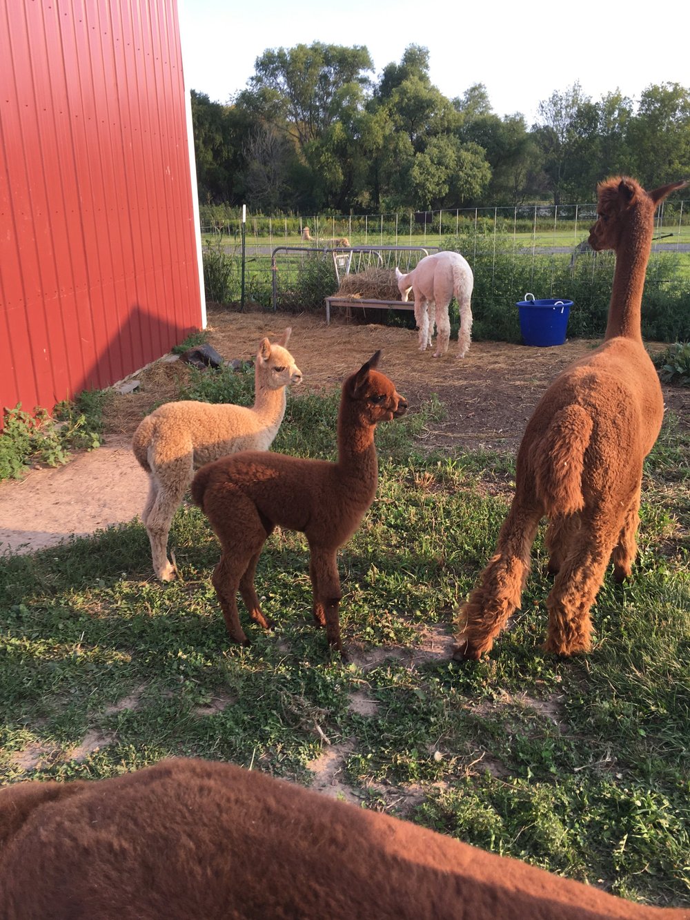 Mamas and baby alpacas at golden hour