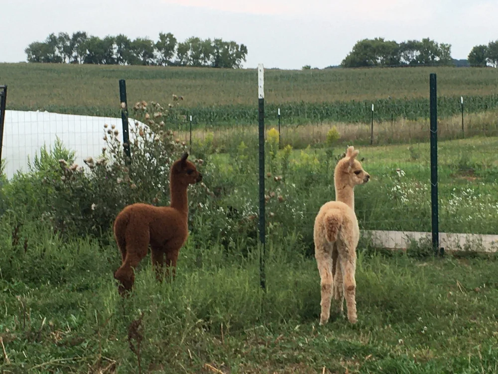 Misty and Ginger ~ 2.5 weeks old