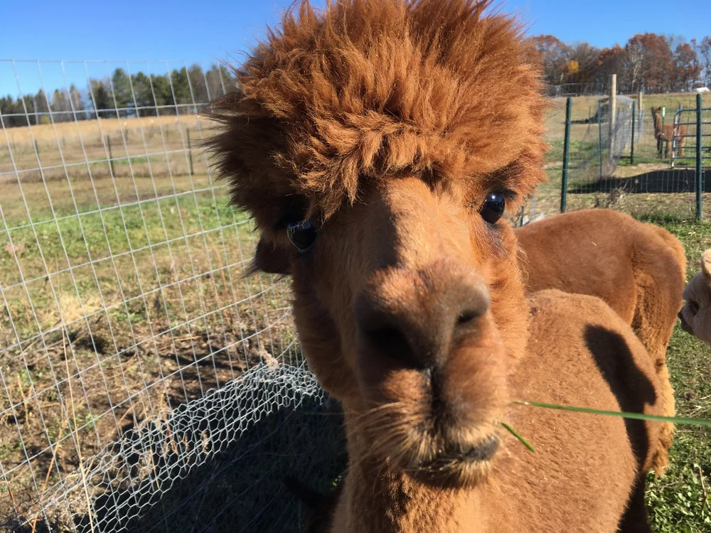 Molly enjoying a bit of hay, November 2021
