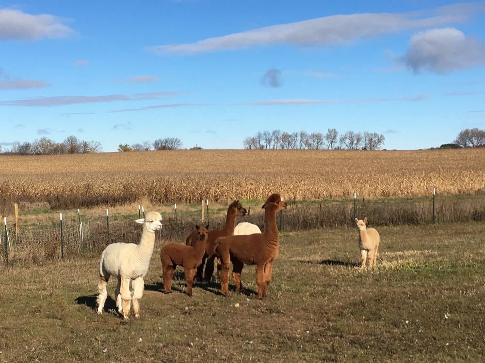The alpaca ladies grazing on a sunny November day, 2021