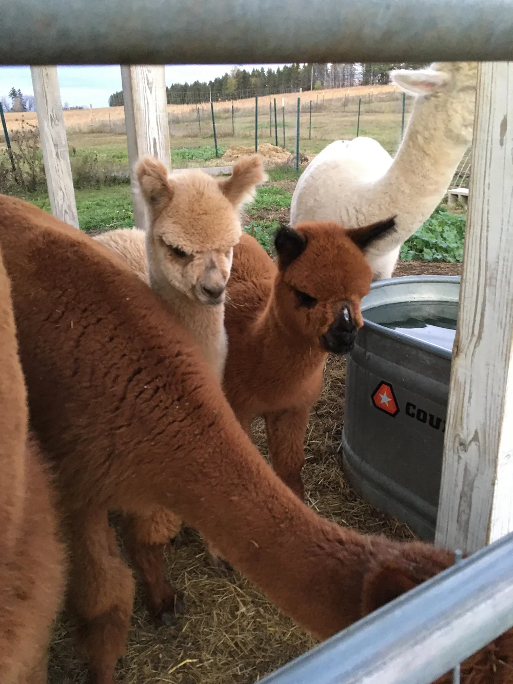 Ginger &amp; Misty, November 2021