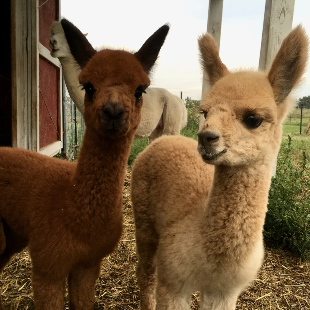 Misty &amp; Ginger, August 2021