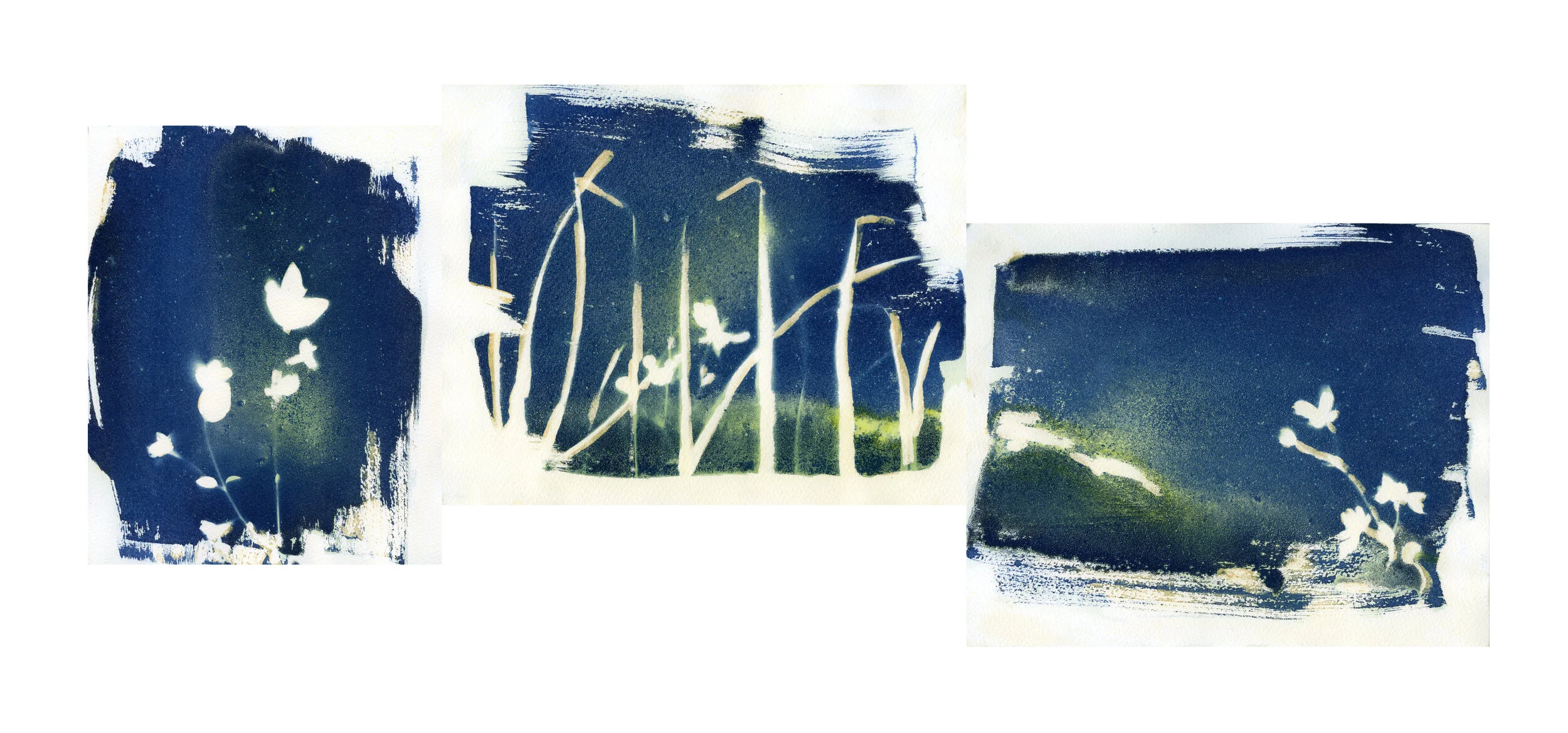 cyanotype composition.jpg