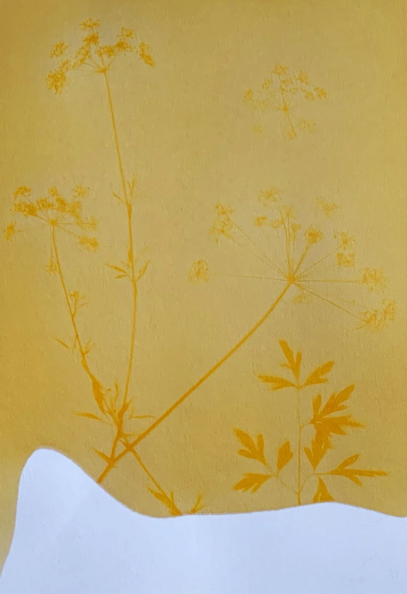 The Anthotype Process — Blue Light Junction