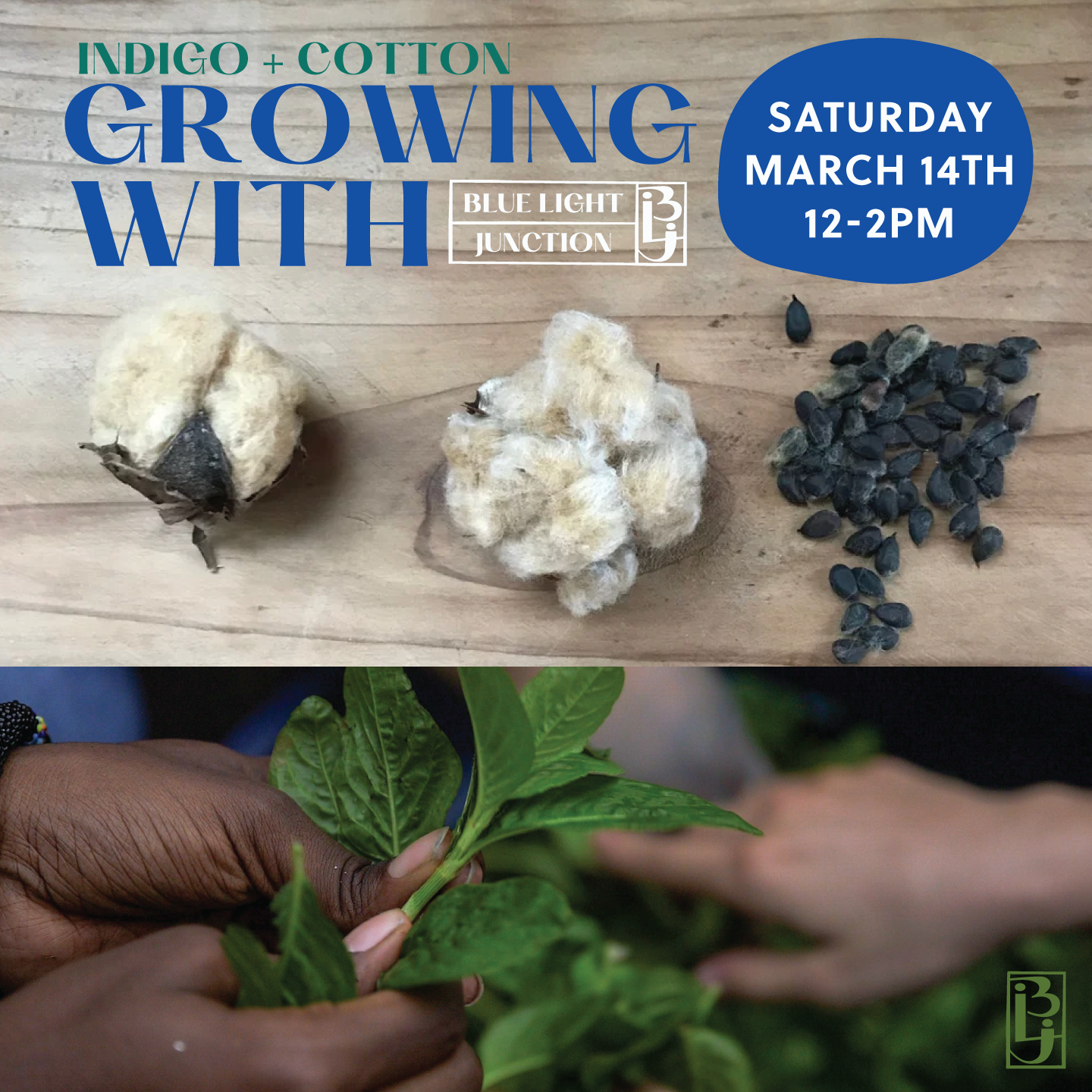 Indigo & Cotton Growing w/Blue Light Junction