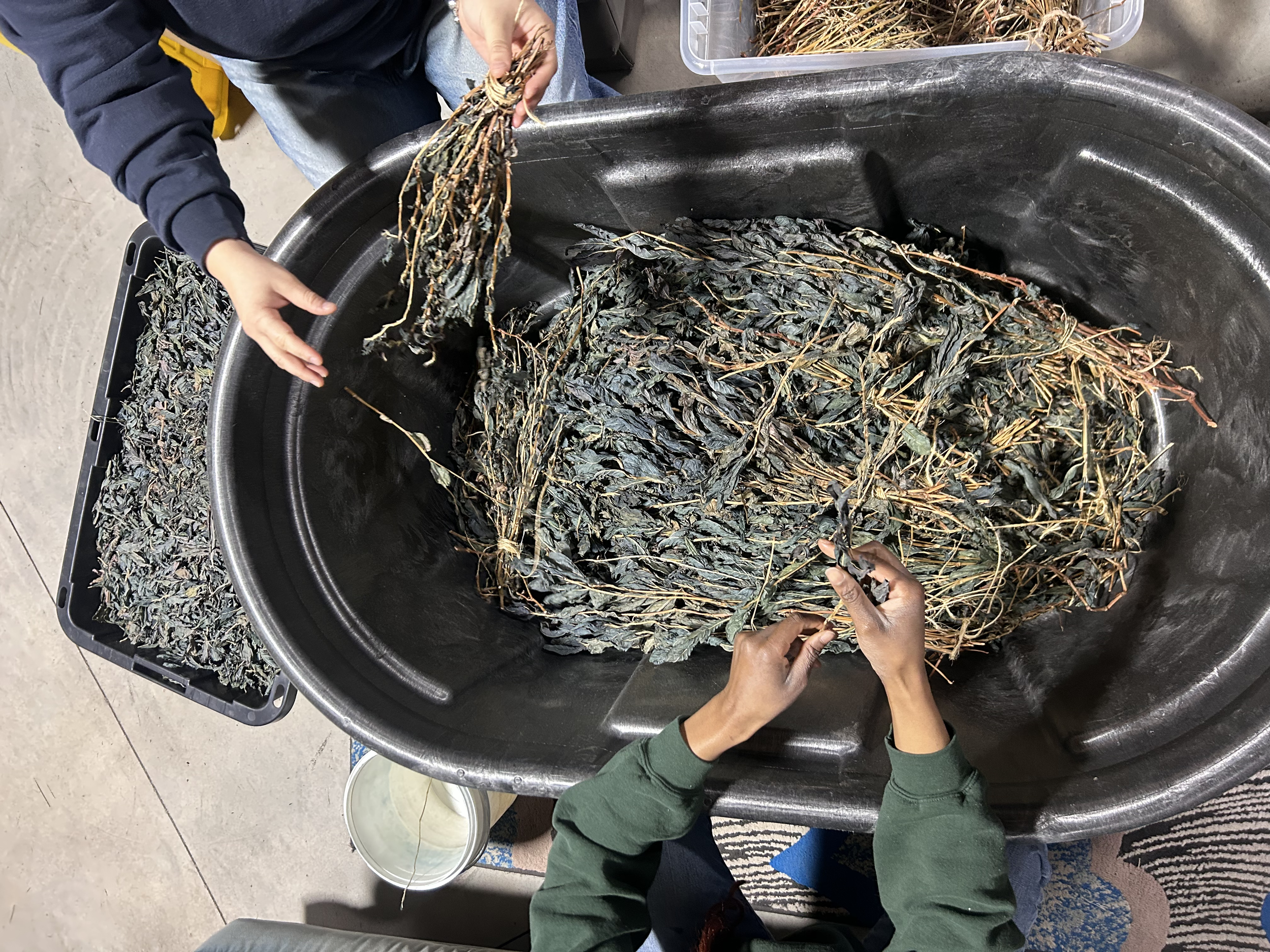 Volunteer Day at the Studio