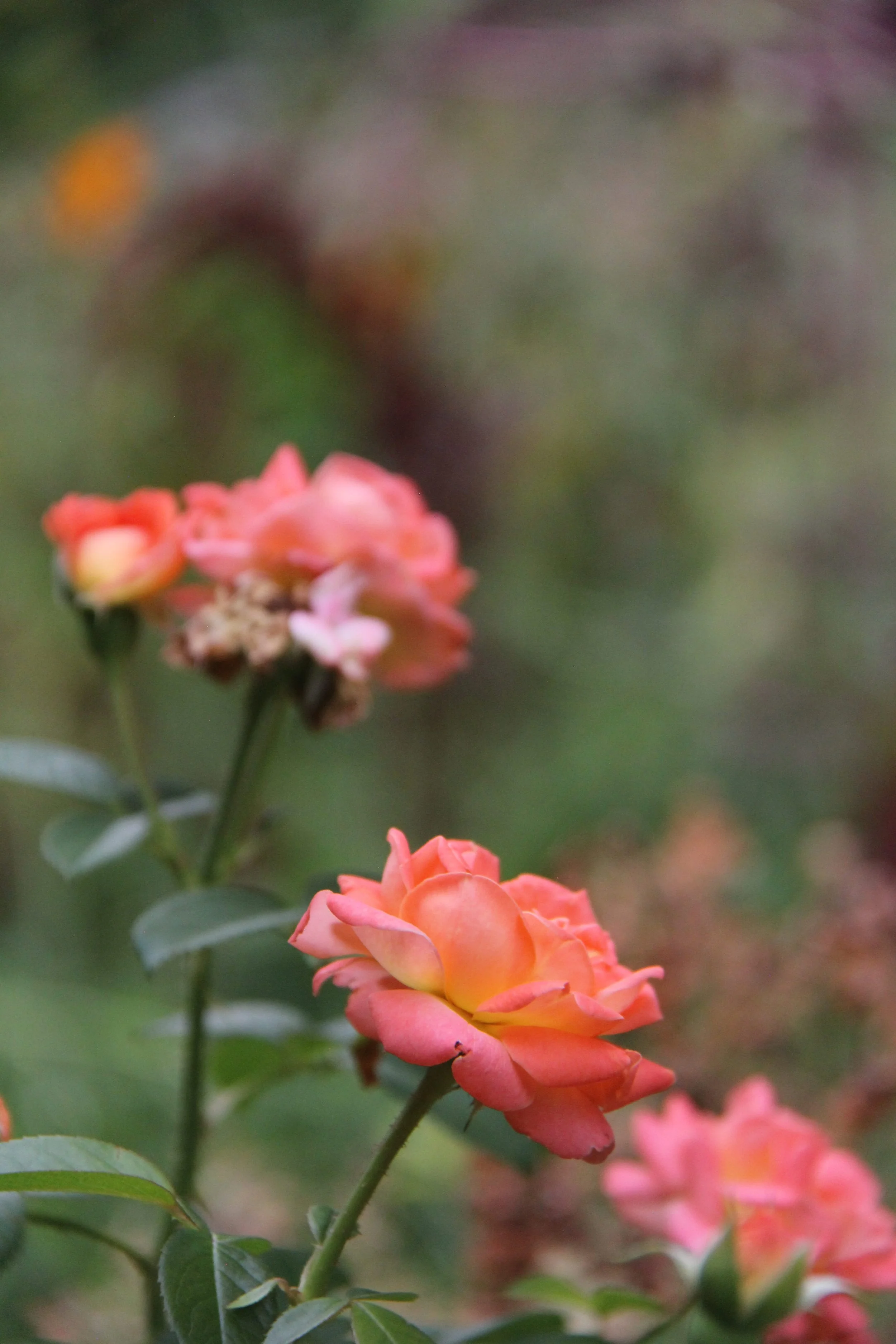IMG_8554.jpg