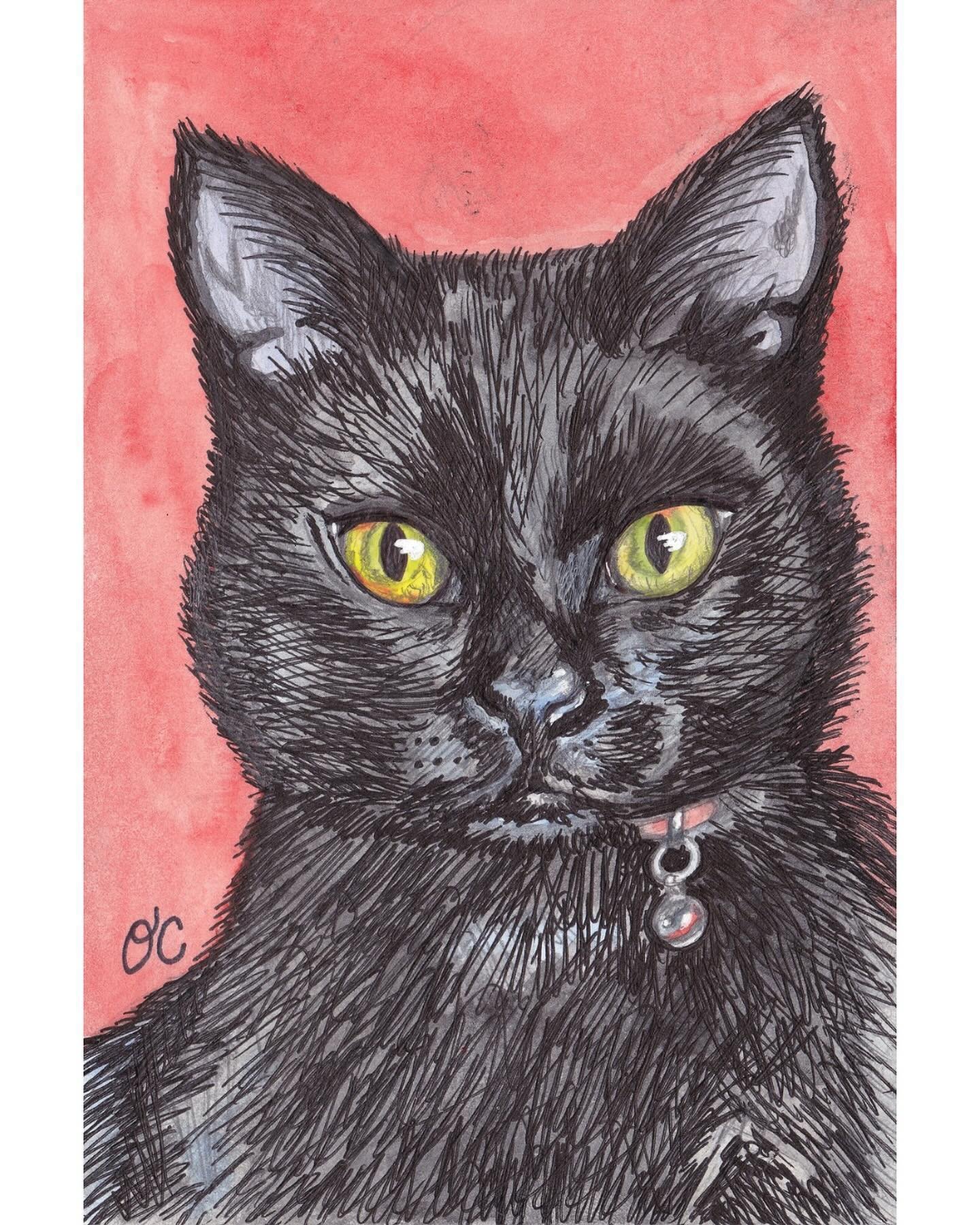 Kitty portrait commission that I just sent out 🐾🖤🧡 #catportrait #petportrait #petcommission #drawingcomission #petdrawing #catdrawing #blackcat #halloweencat
