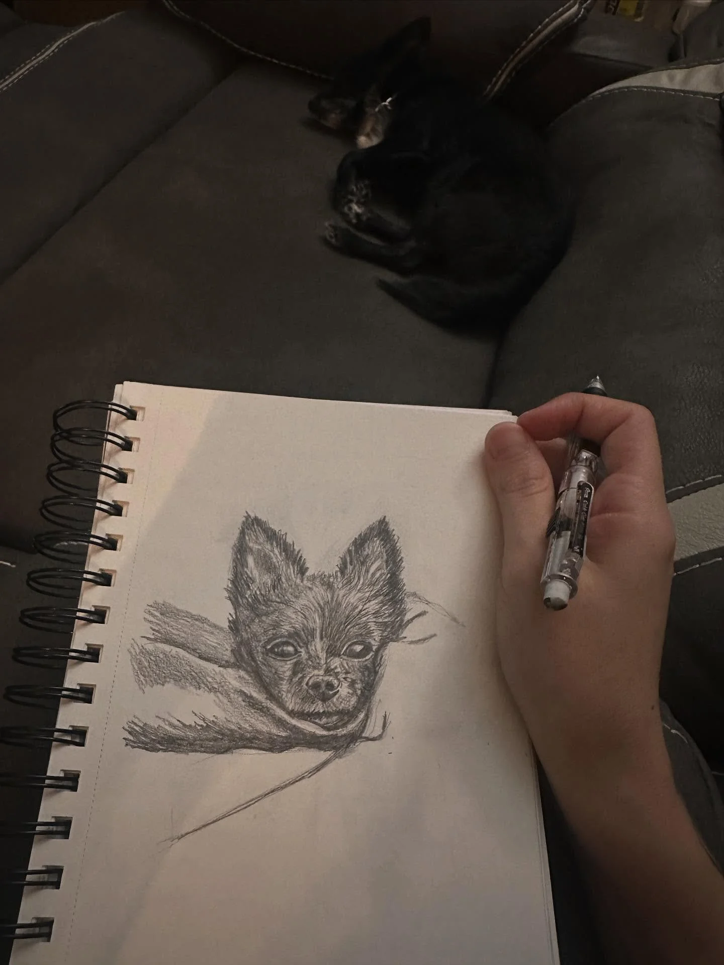 Sketching little Nova 💫🐾 #petdrawing #sketchbook #pencildrawing #dogdrawing #sketchlife