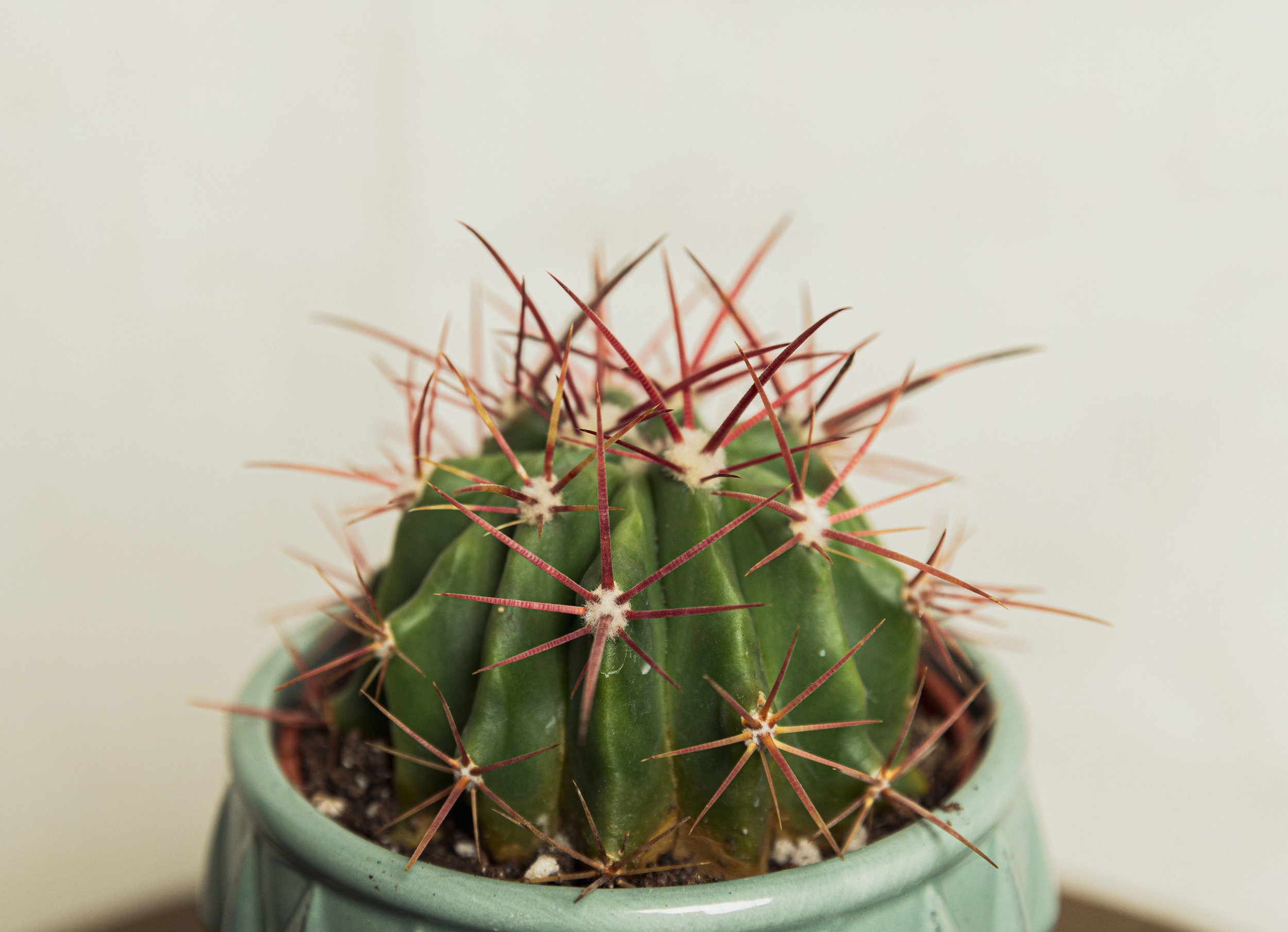 Cactus Variety | 4"
