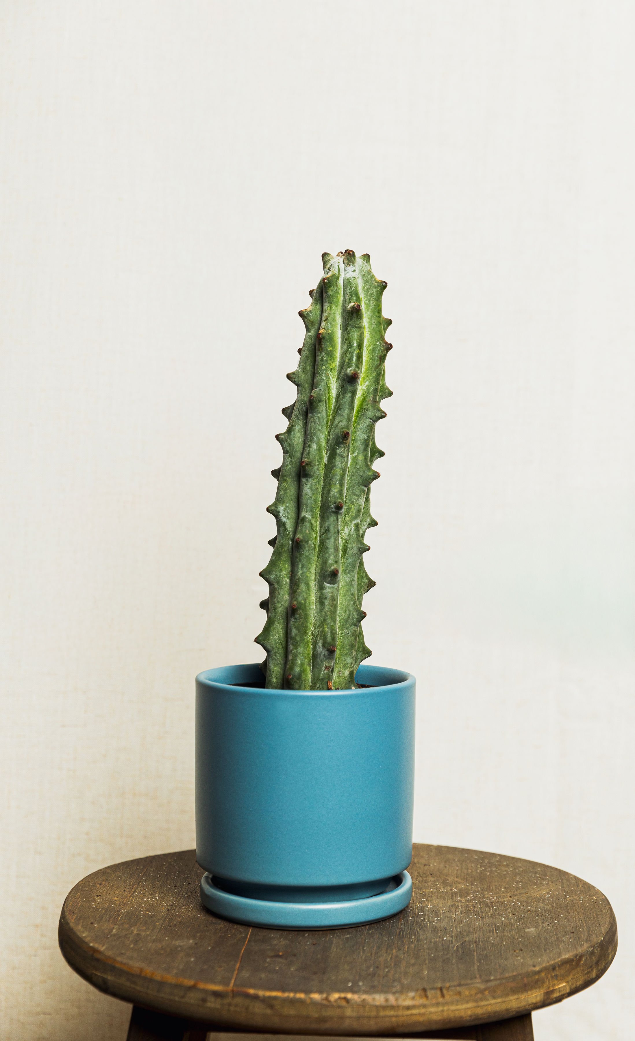Boobie Cactus | 4"