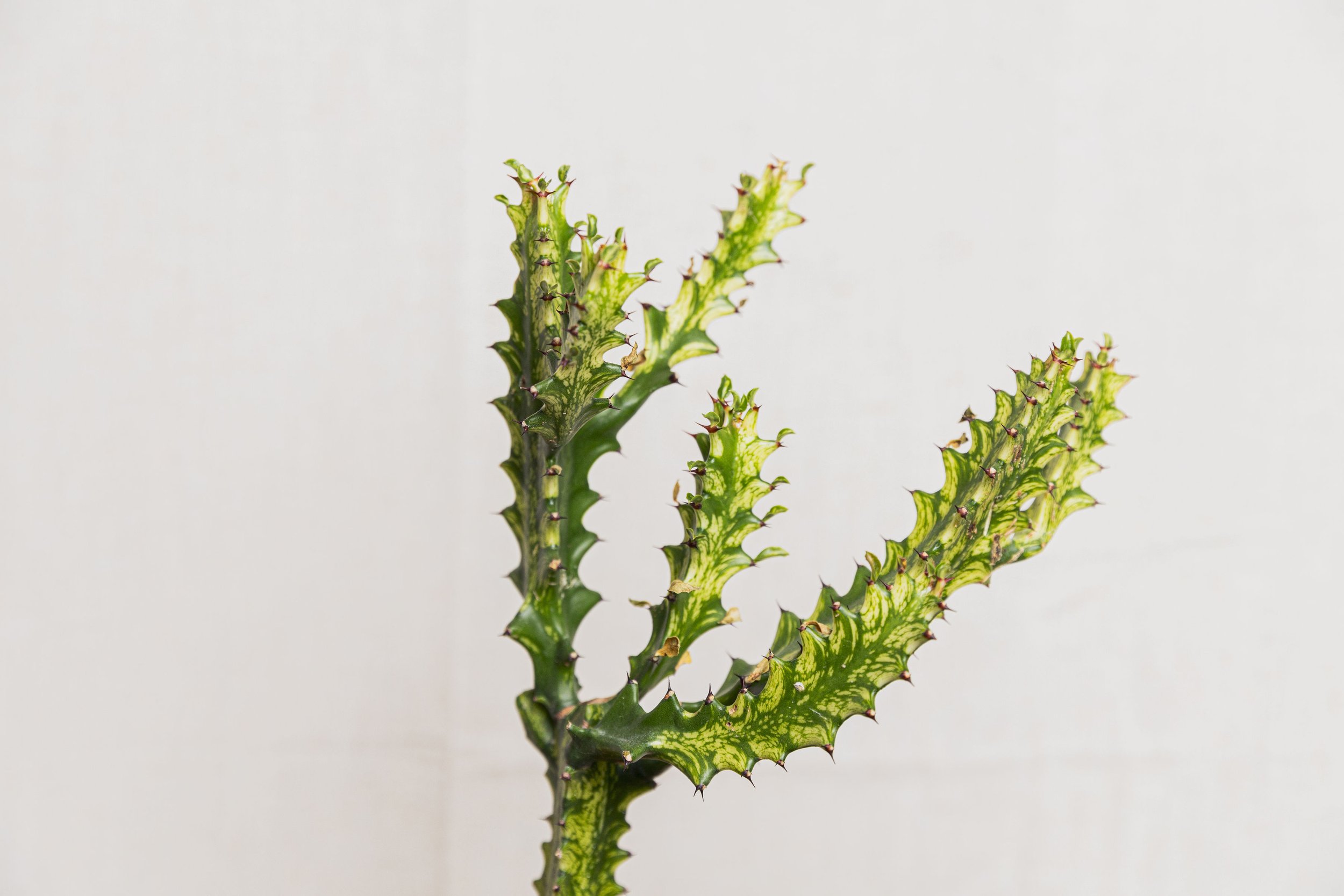 River-Plant-Co-Product-20.jpg