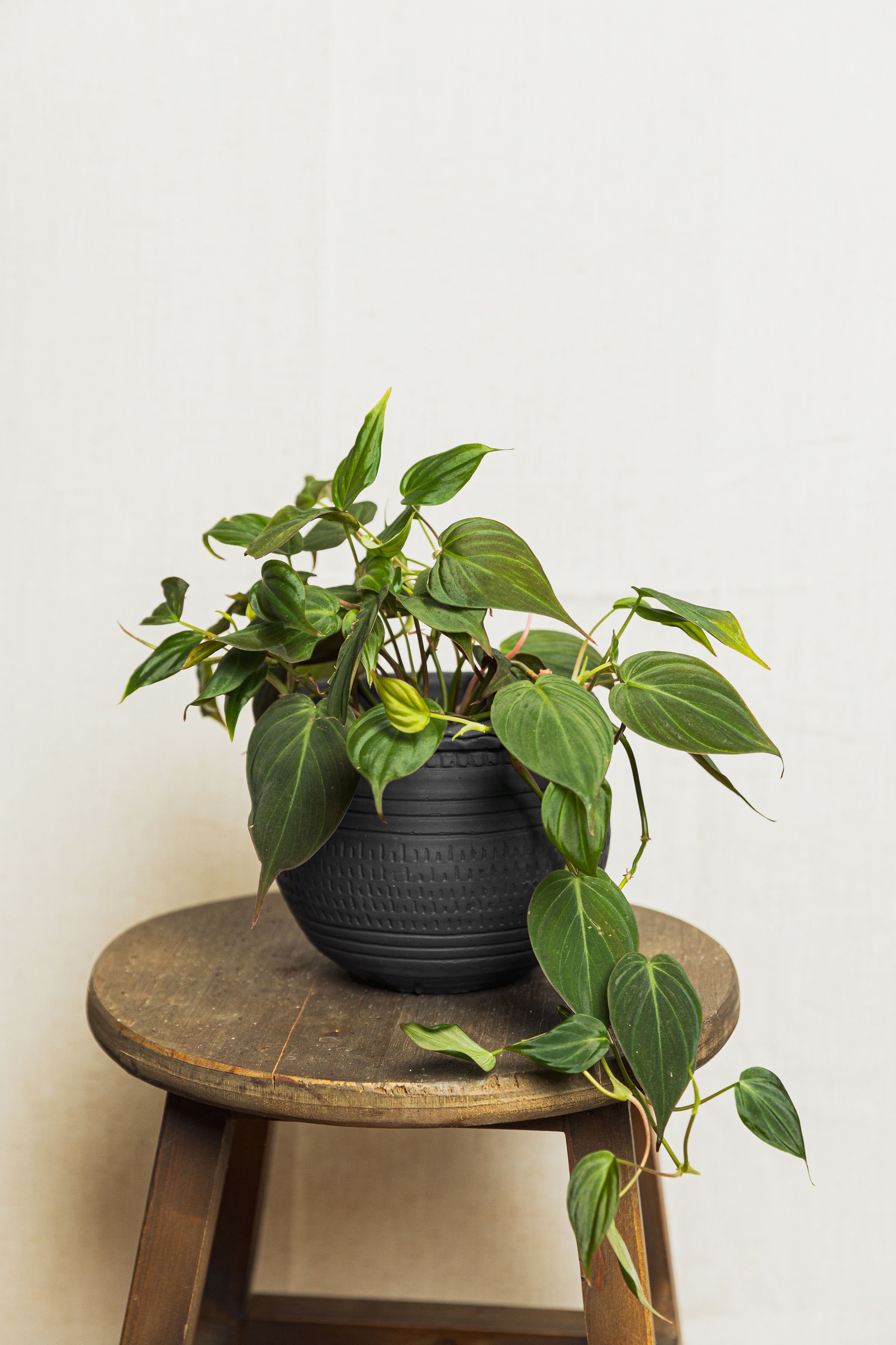 River-Plant-Co-Product-8.jpg