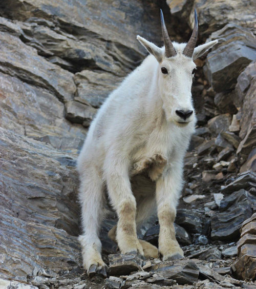 Wildlife in Glacier National Park | Mountain Meadow RV Park & Cabins | RV  Park near Glacier