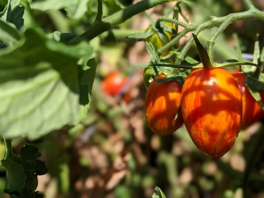 Simple Marriage #6 - Conflict and Tomatoes