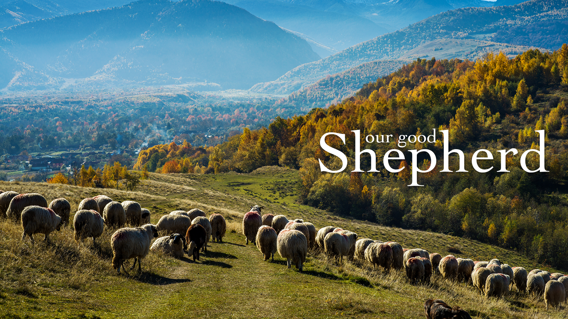 shepherdgraphic.png