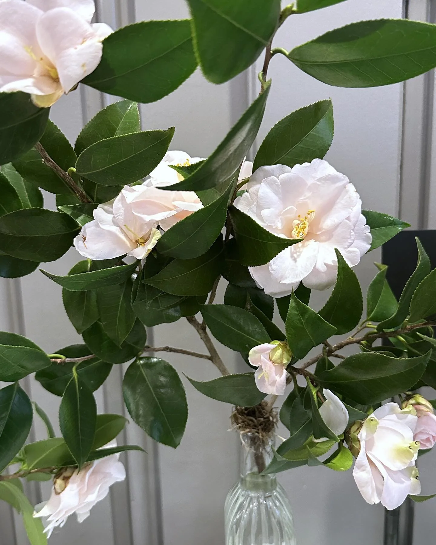 Had a wonderful time at the @atlbotanical flower show. The designers really outdid themselves this year exploring the theme of heirlooms. I had so many favorites, I had to post them all 😻

#atlantaarts