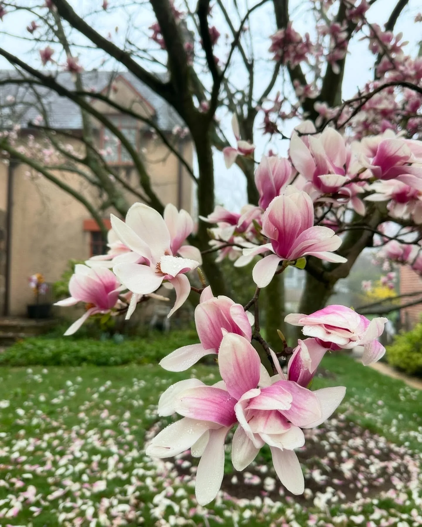 And just like that my quick trip to Baltimore is over. A few wonderful days of family and friends.

My mom&rsquo;s spirit greeted me with all of the spring flowers. 

I also picked up some great vintage art. I will unveil it all later this week. Now 